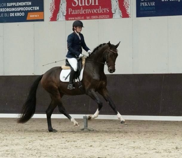 KWPN dressuurpaard Merrie 3 jaar Bruin te koop - Hoofdfoto