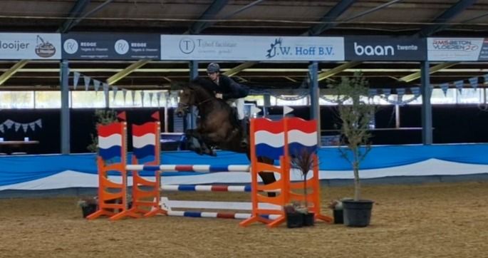 Holstein springpaard Merrie 15 jaar Bruin te koop - Foto 2