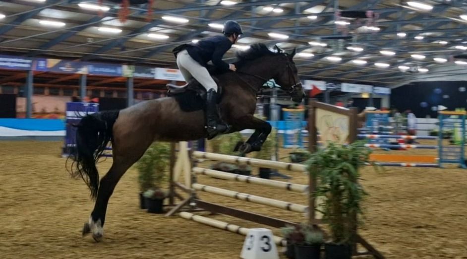 Holstein springpaard Merrie 15 jaar Bruin te koop - Foto 5