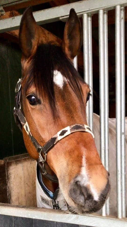 Super brave ervaren springmerrie - Schoolmaster