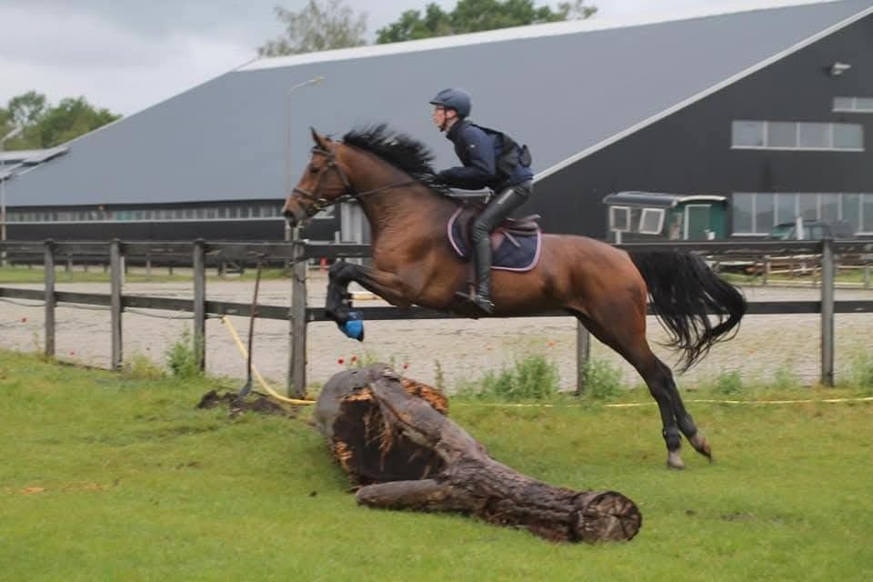 Holstein springpaard Merrie 15 jaar Bruin te koop - Foto 4