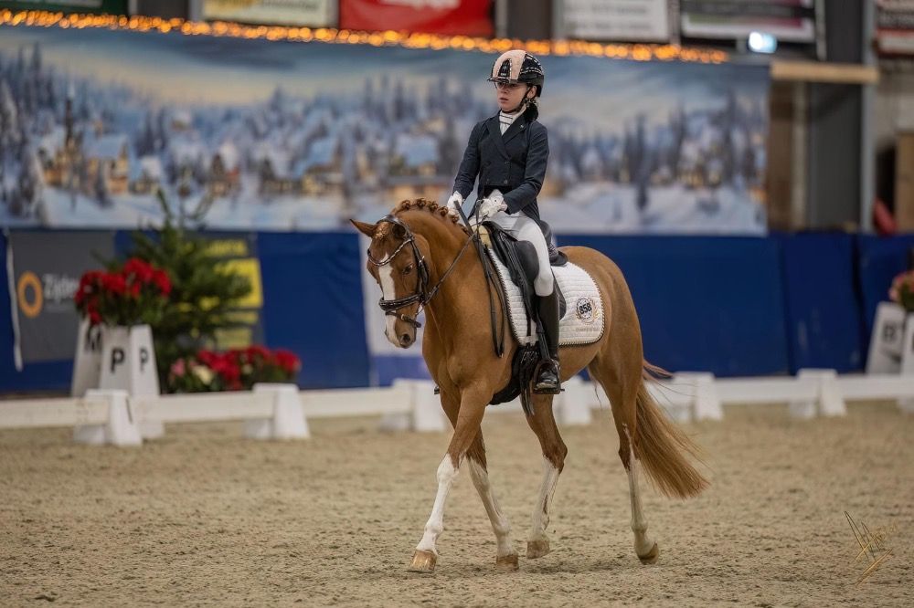 Welsh dressuurpony Merrie 13 jaar Vos te koop - Foto 2