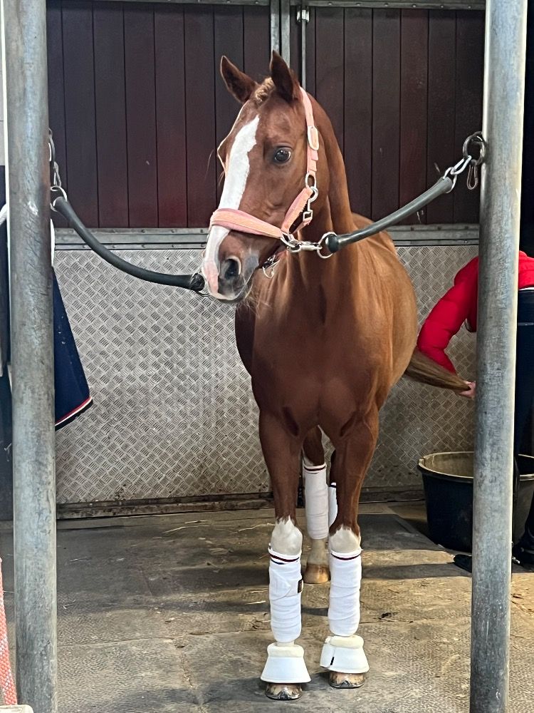 Talentvolle Z2 pony (FEI potentie