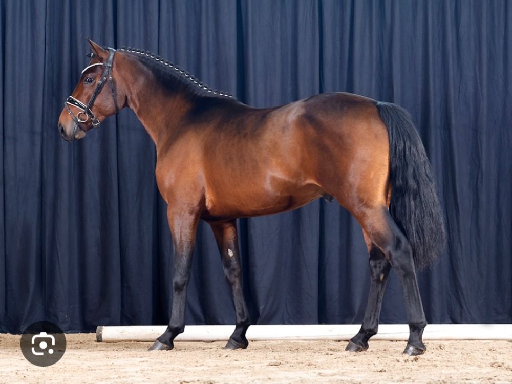 Duitse rijpony springpony Hengst 5 jaar Donkerbruin te koop - Foto 2