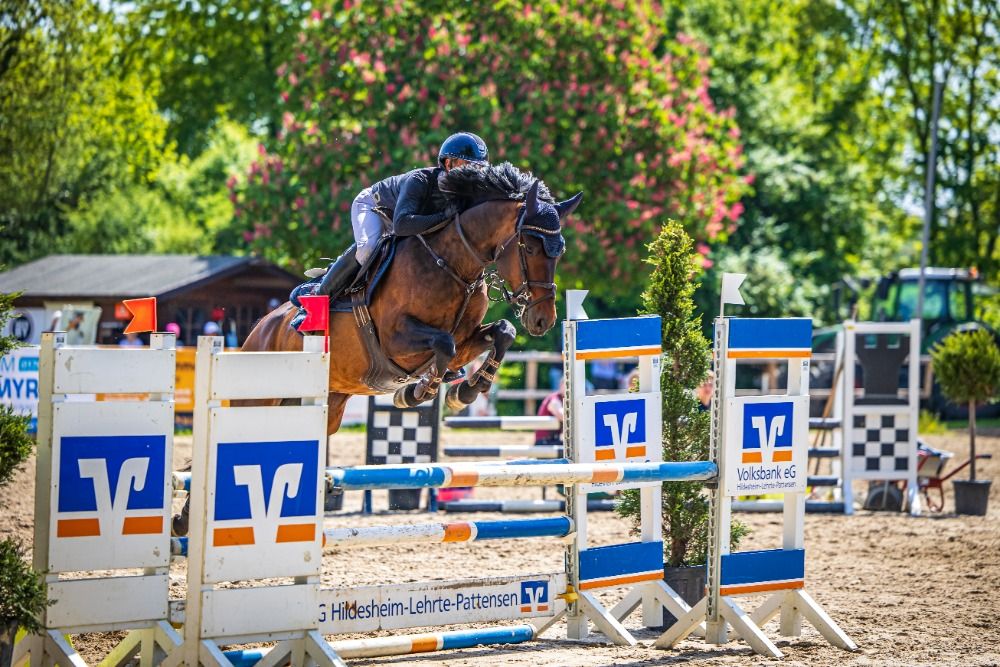 Duitse rijpony springpony Hengst 5 jaar Donkerbruin te koop - Foto 3