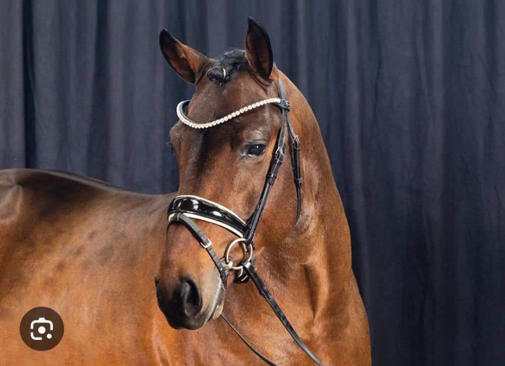 Showjumping Pony Stallion