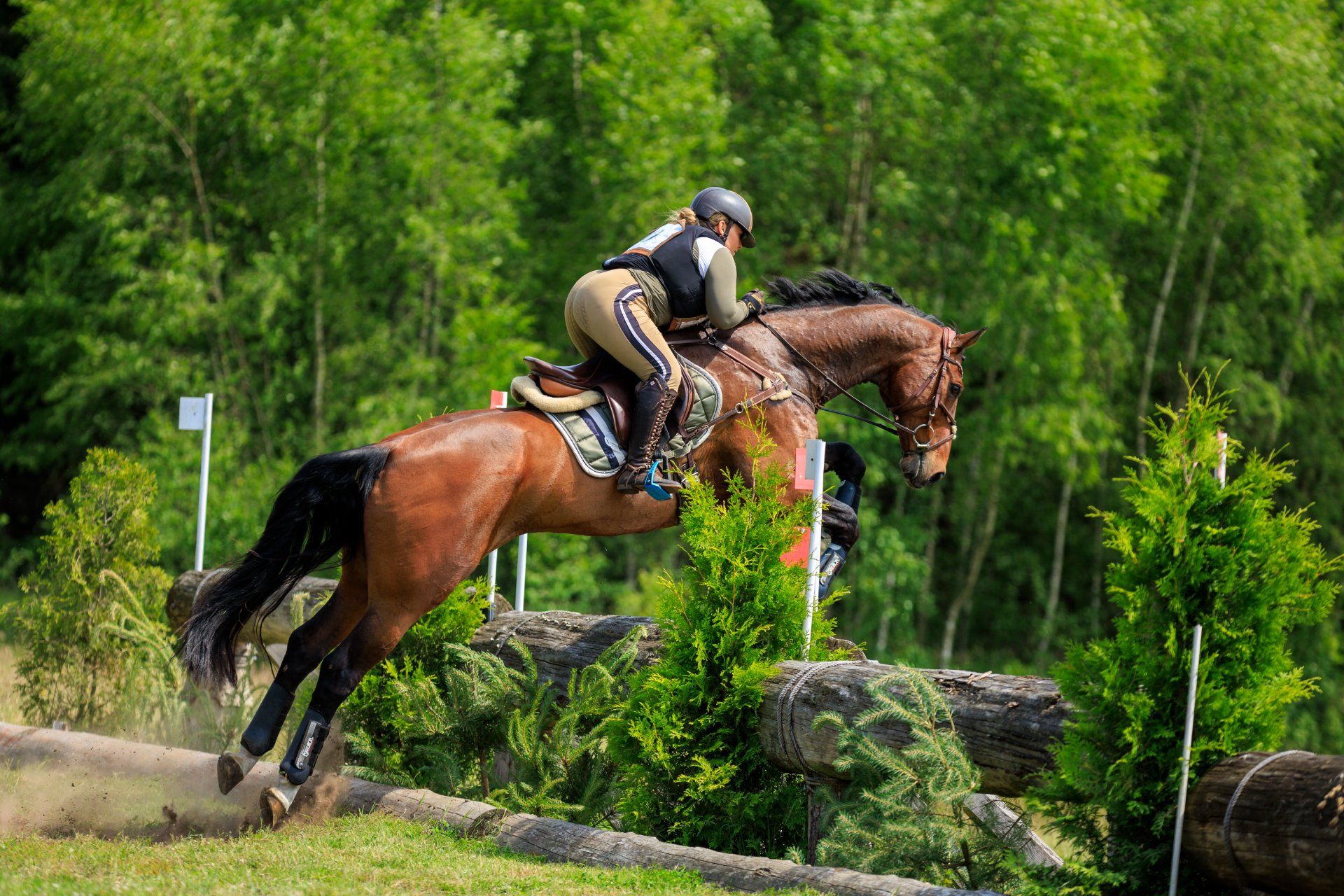 westfalen eventingpaard ruin 16 سنوات bruin للبيع - صورة 6