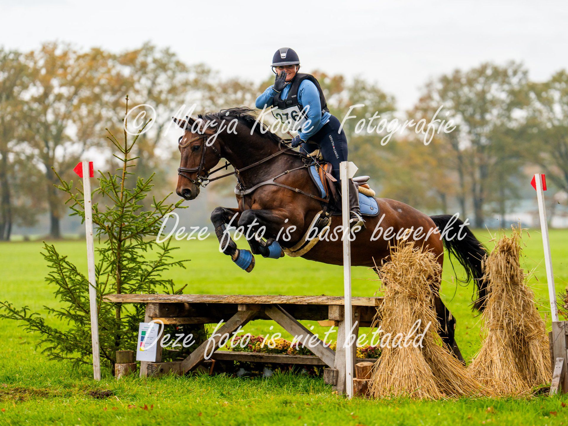 westfalen eventingpaard ruin 16 سنوات bruin للبيع - صورة 4