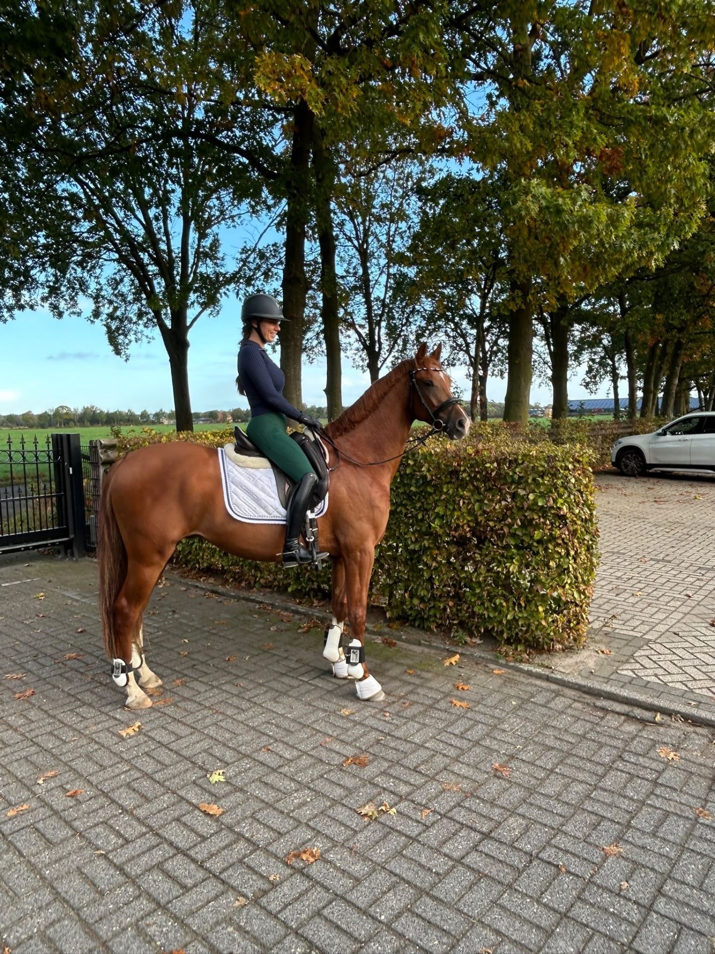 Dressyrhäst, Valack, 3 år