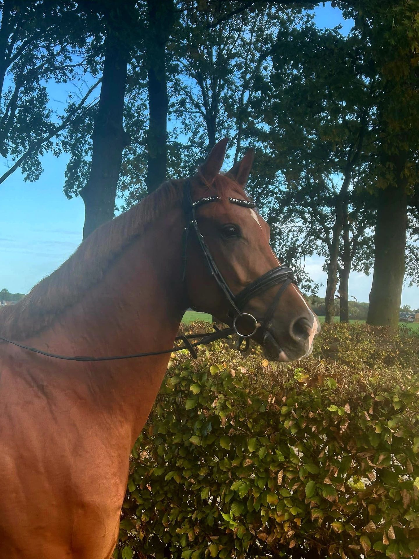 kwpn dressuurpaard ruin 3 år vos till salu - Foto 2