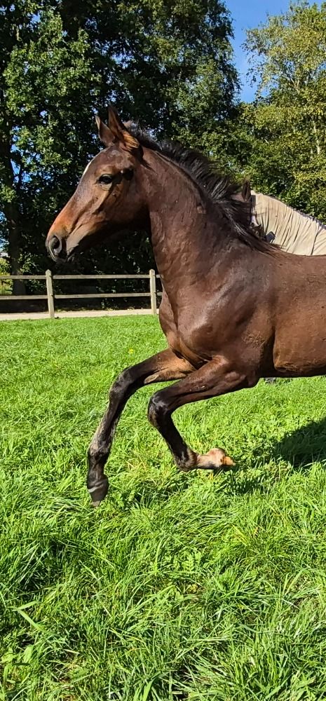 KWPN paard Merrie Donkerbruin te koop - Hoofdfoto