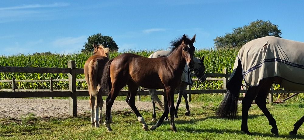 KWPN paard Merrie Donkerbruin te koop - Foto 2
