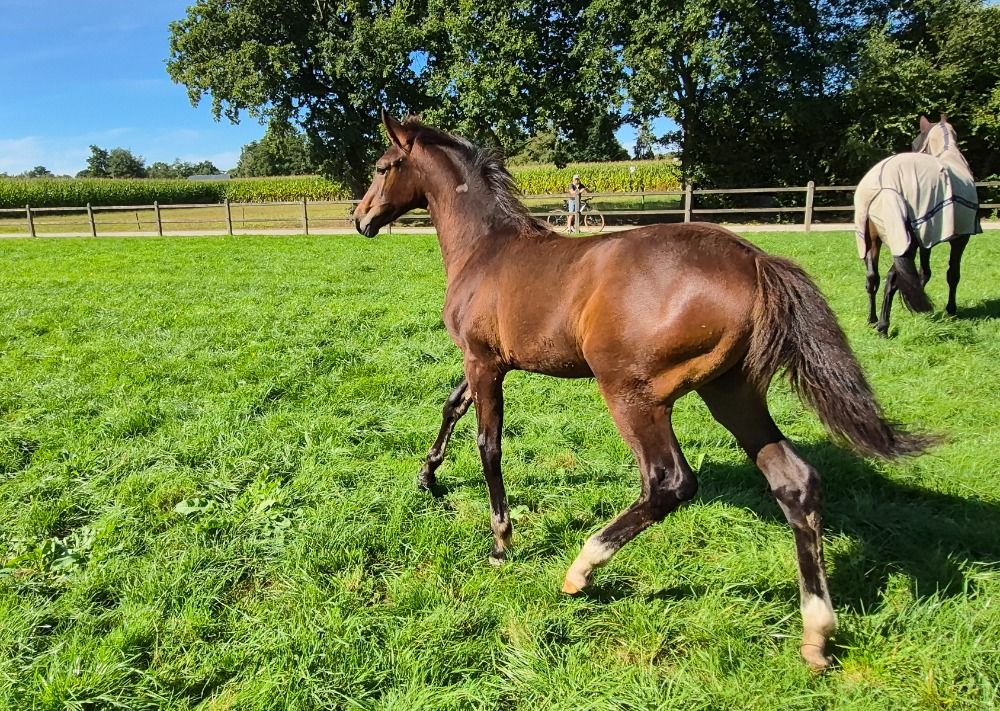 KWPN paard Merrie Donkerbruin te koop - Foto 3