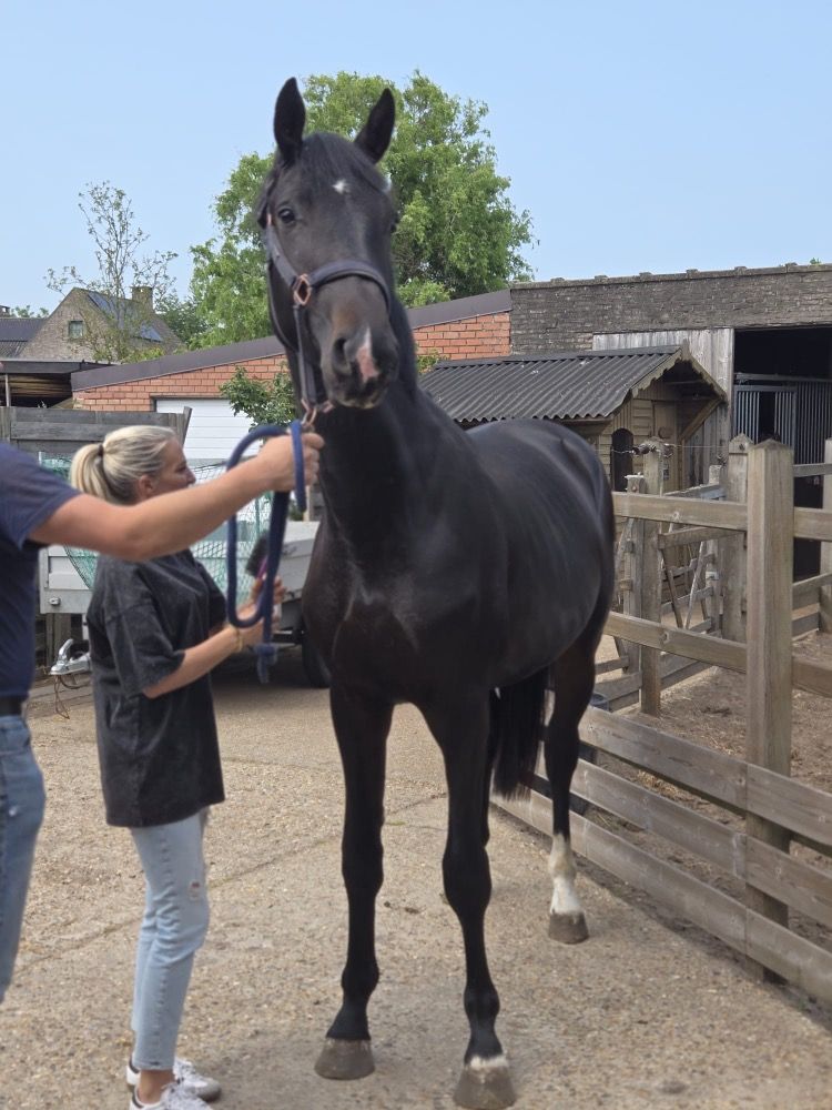 Mooie 2 jarige hengst