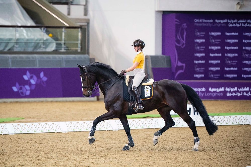 Oldenburg dressuurpaard Hengst 2 jaar Zwart te koop - Foto 2