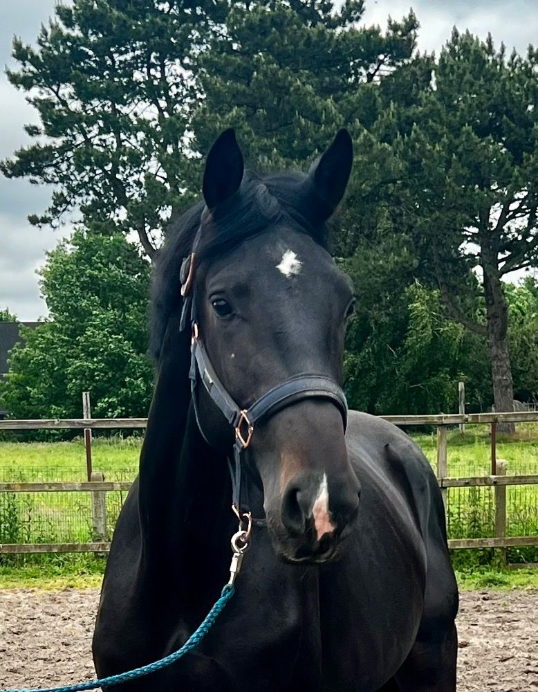 Oldenburg dressuurpaard Hengst 2 jaar Zwart te koop - Foto 3