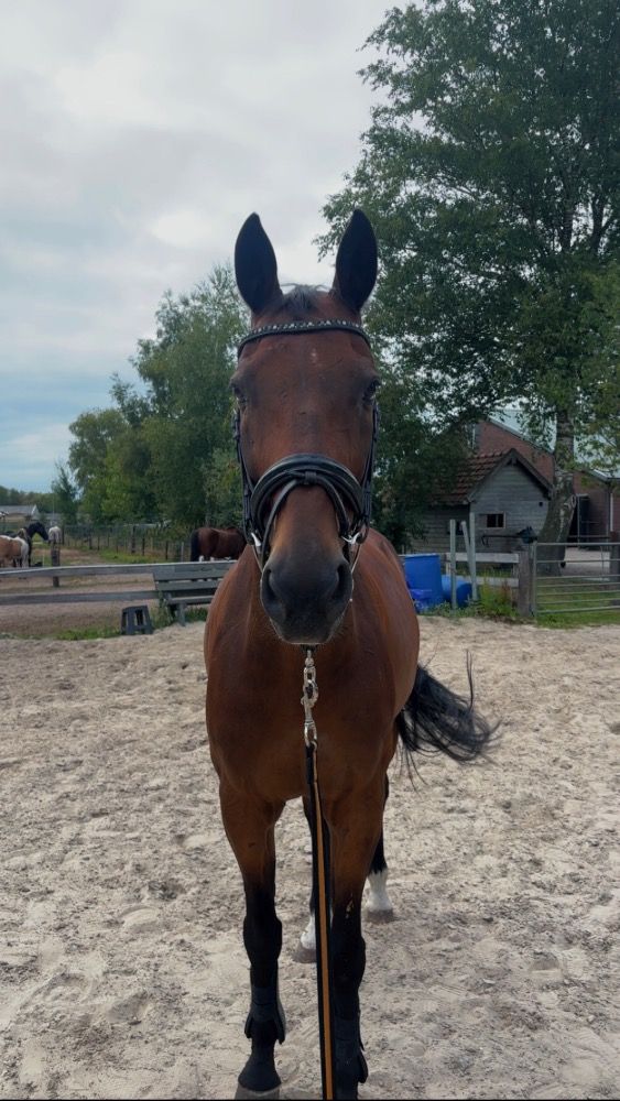 Sweet gelding Fenno seeks a nice, quiet home