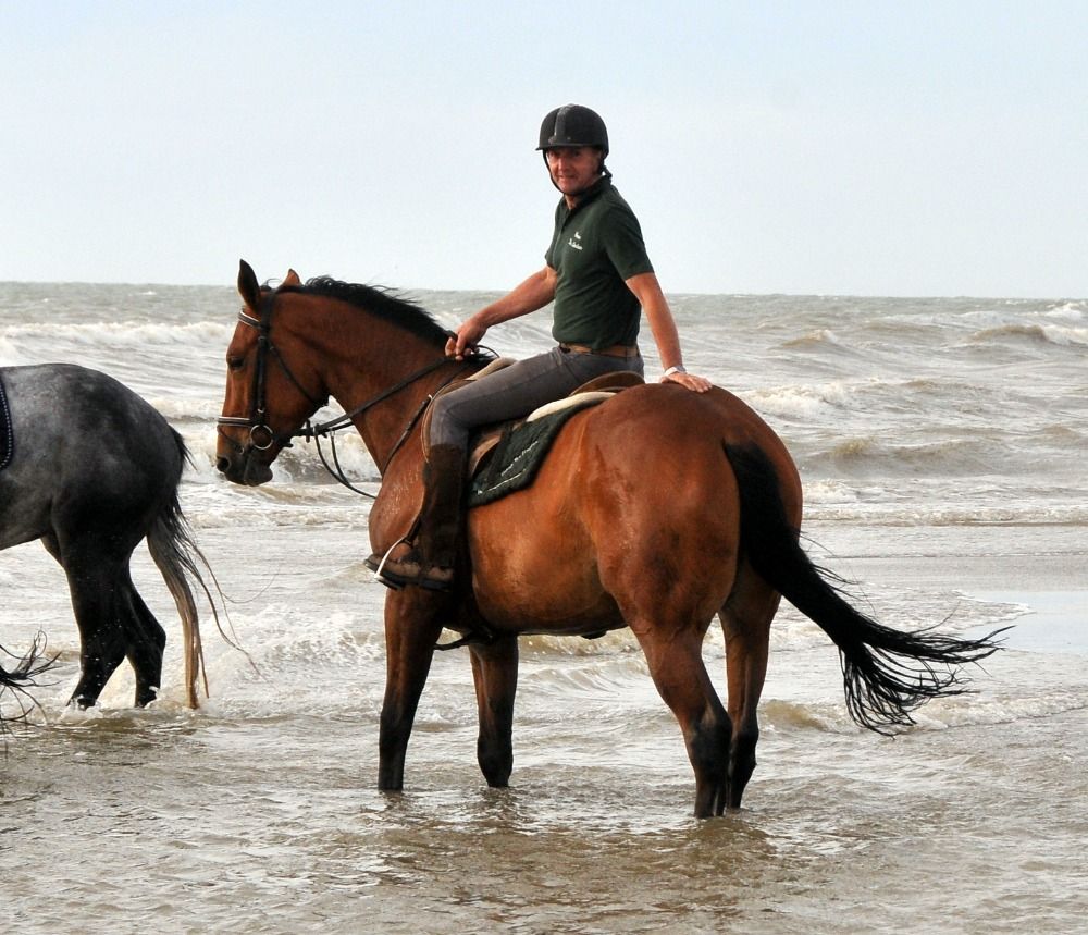 Zangersheide allrounder Merrie 6 jaar Bruin te koop - Foto 3