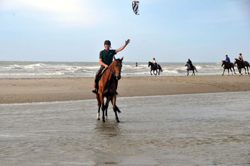 Zangersheide allrounder Merrie 6 jaar Bruin te koop - Foto 2
