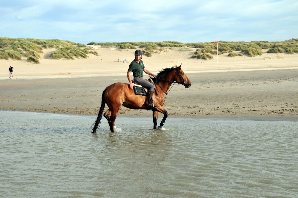 Brave merrie voor recreatie, sport n/of fokkerij.