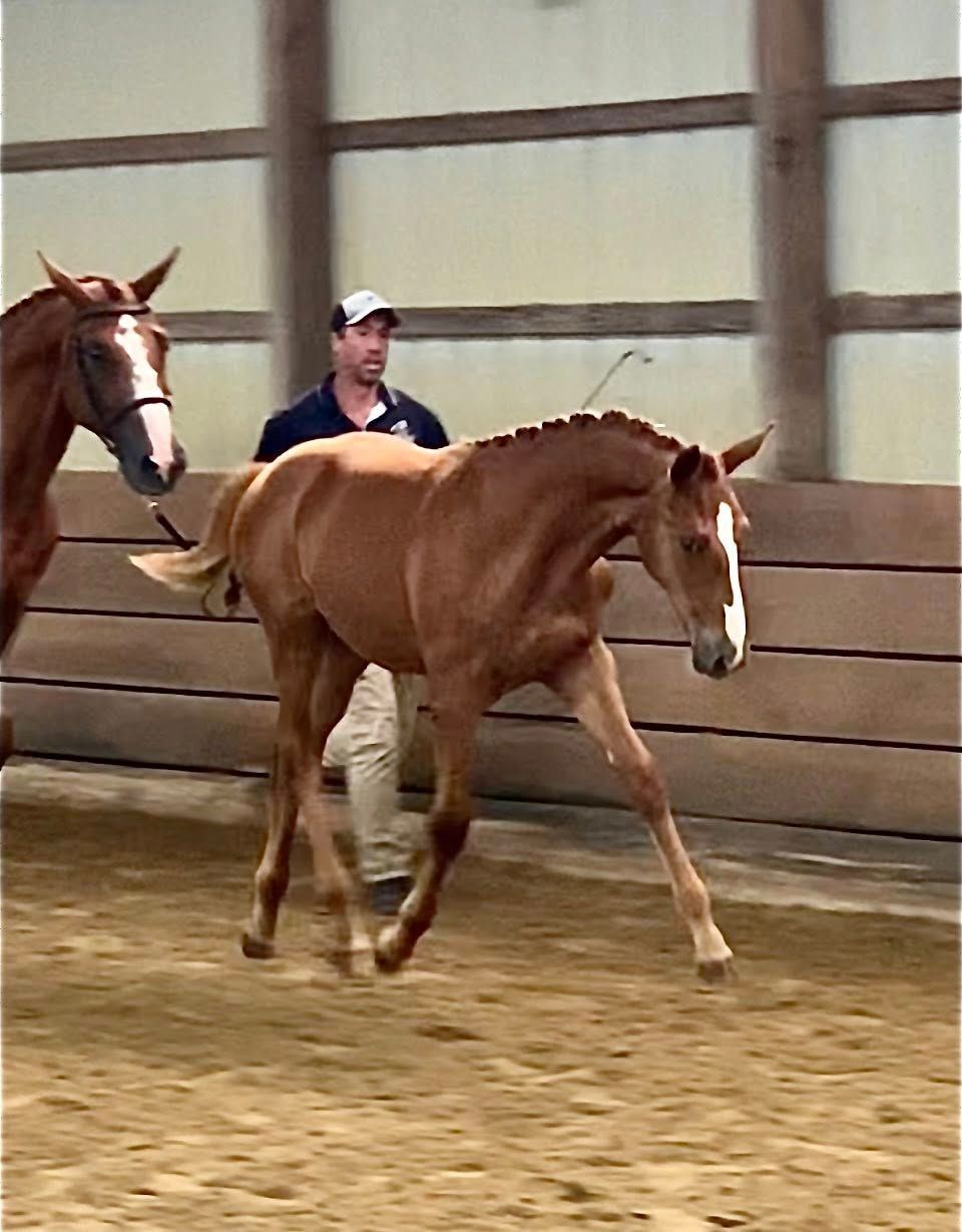 Westfalen allrounder mare 1 years old Chestnut for sale - Photo 3