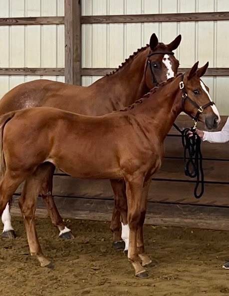 Westfalen allrounder mare 1 years old Chestnut for sale - Photo 4