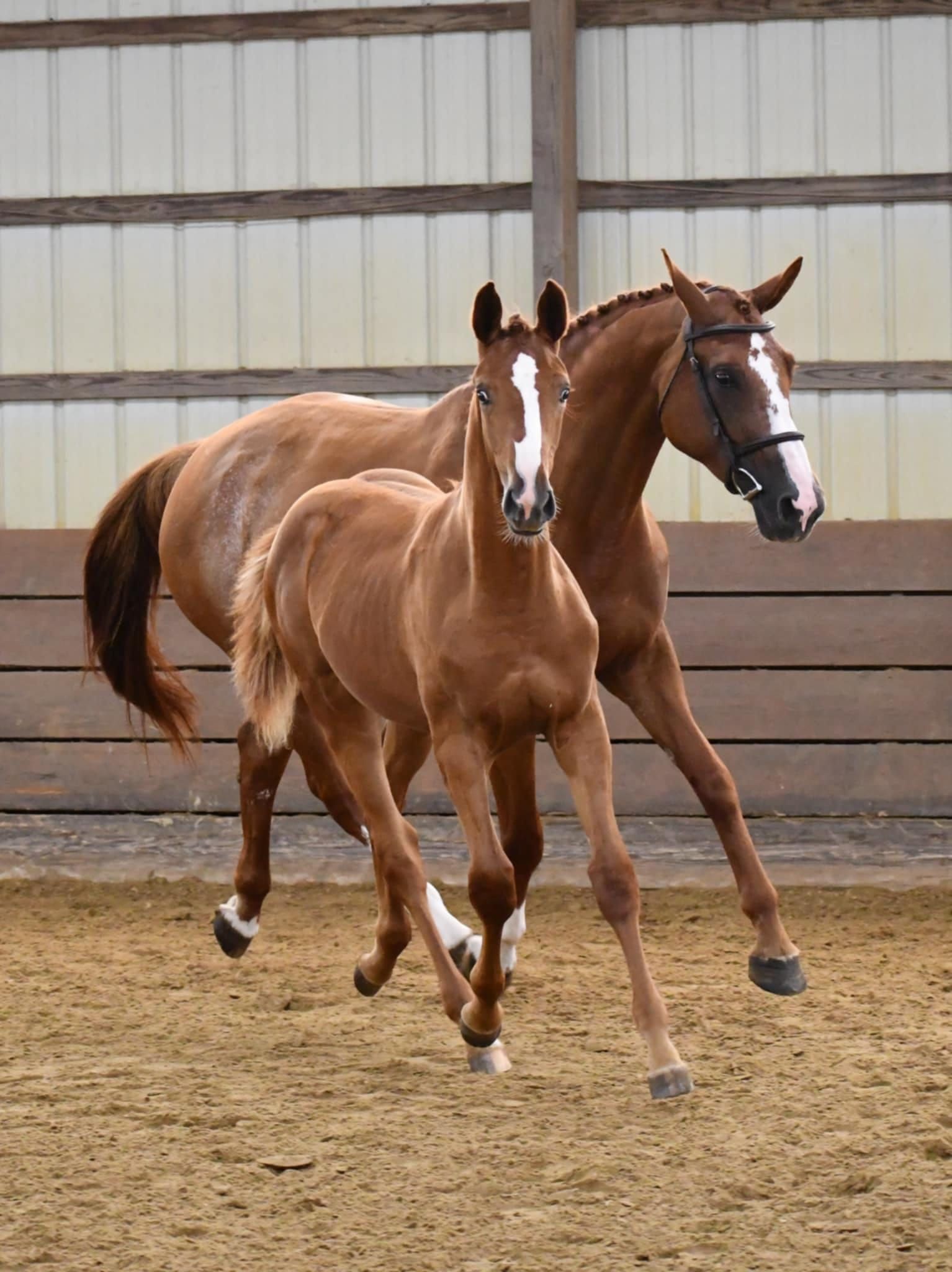 Westfalen allrounder mare 1 years old Chestnut for sale - Photo 5