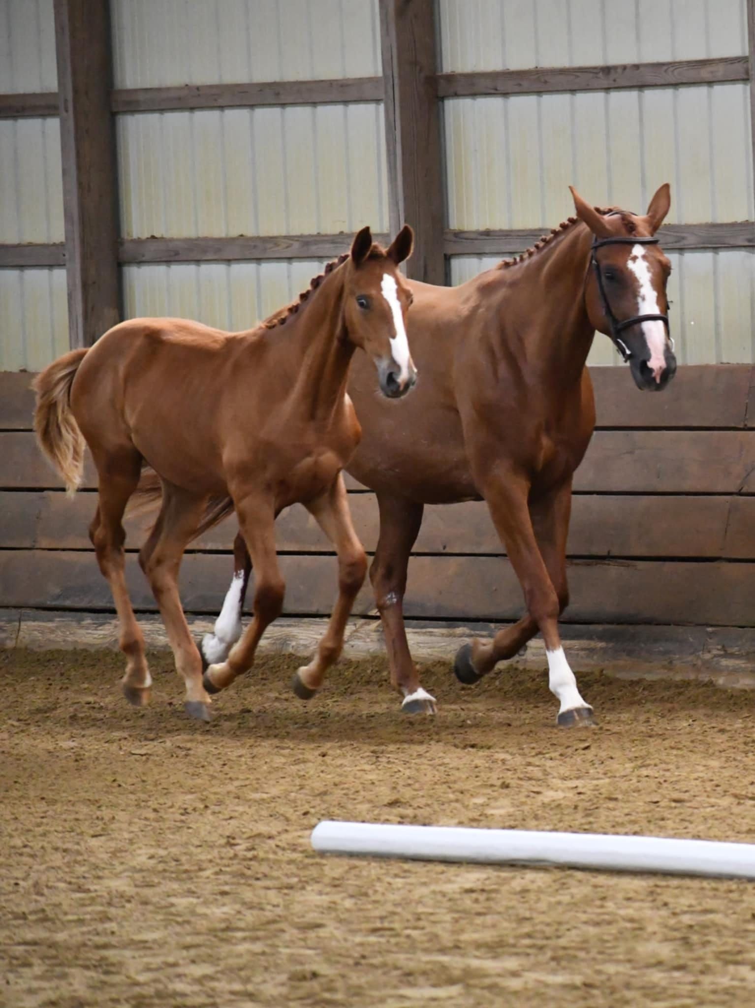 Westfalen allrounder mare 1 years old Chestnut for sale - Photo 6