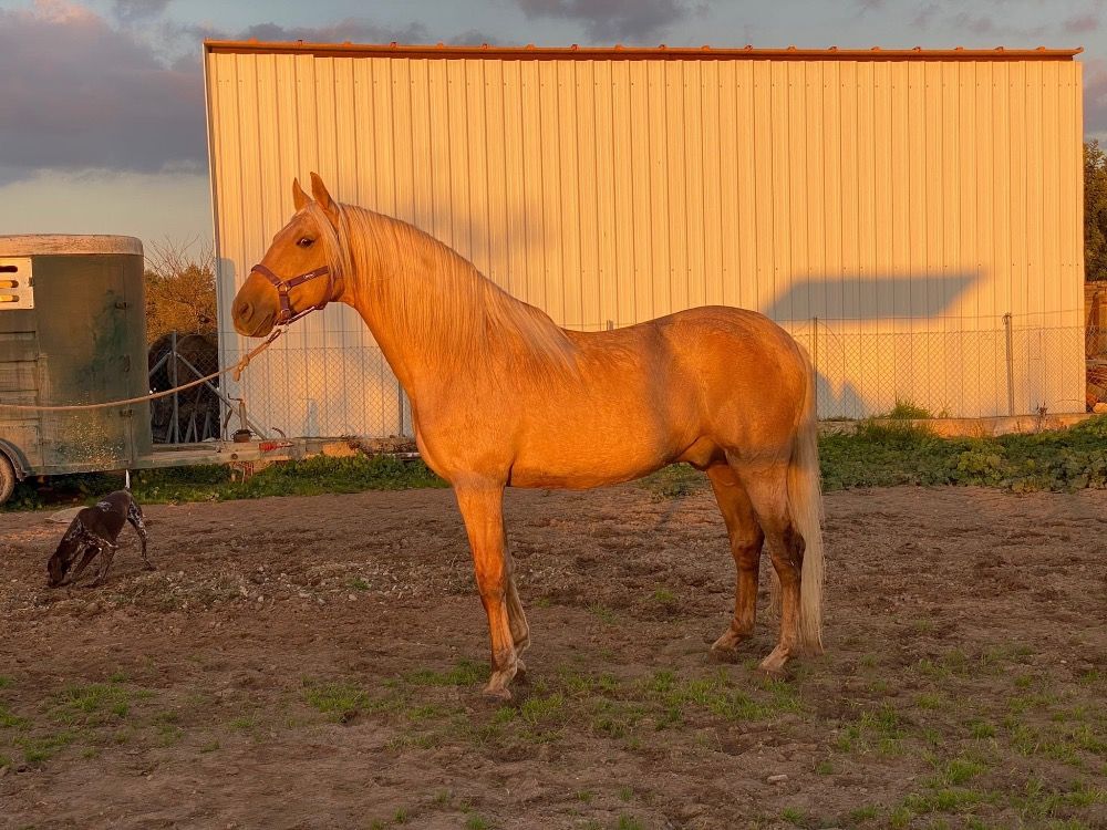 PRE allrounder Hengst 4 jaar Bruin te koop - Foto 4