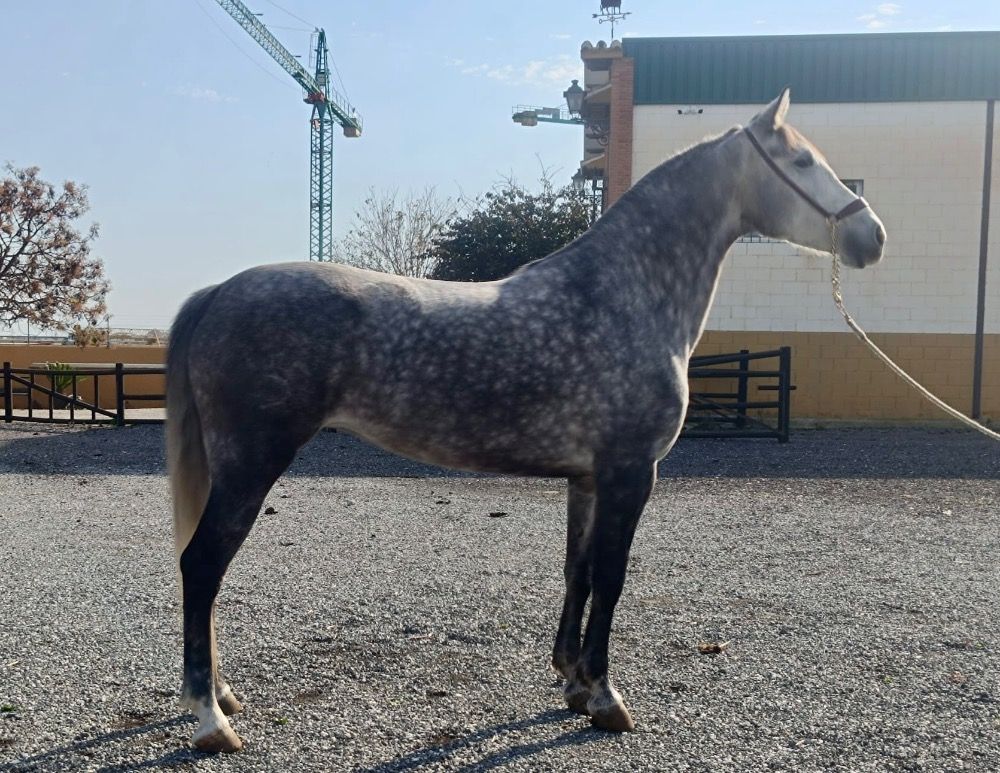 PRE allrounder Hengst 4 jaar Bruin te koop - Foto 3