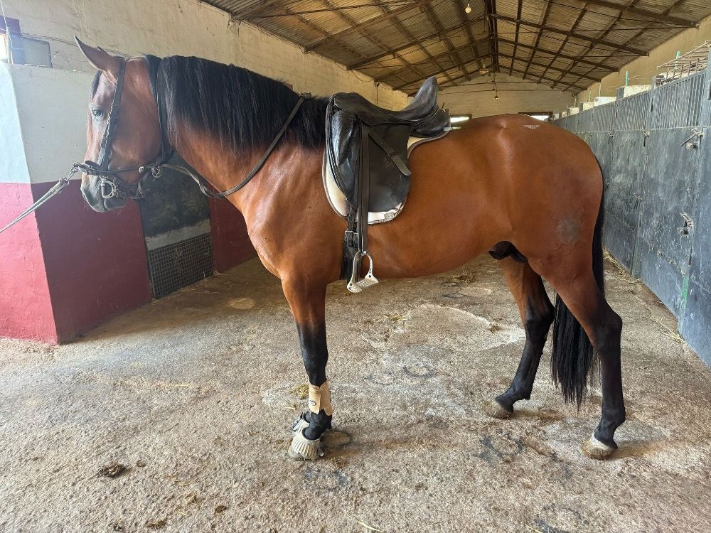 Andalusische pre -paarden