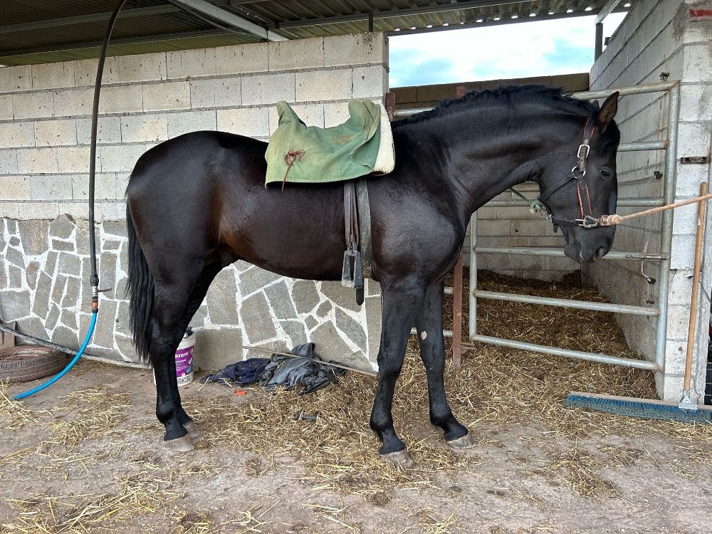 PRE allrounder Hengst 4 jaar Bruin te koop - Foto 5