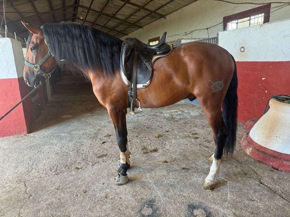 PRE allrounder Hengst 4 jaar Bruin te koop - Foto 2
