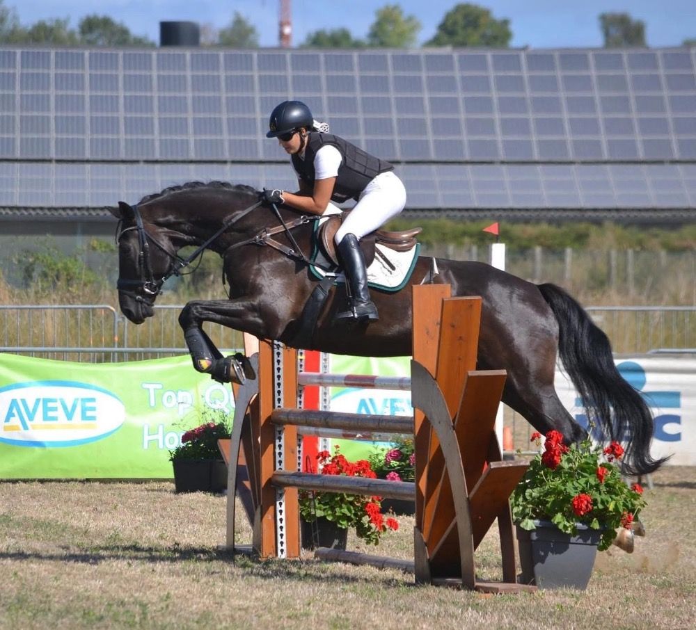 BWP allrounder Ruin 11 jaar Zwart te koop - Foto 5