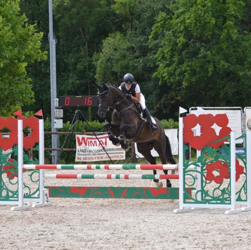 BWP allrounder Ruin 11 jaar Zwart te koop - Foto 4