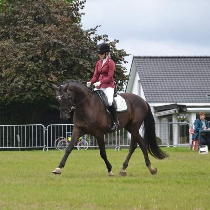 BWP allrounder Ruin 11 jaar Zwart te koop - Foto 2