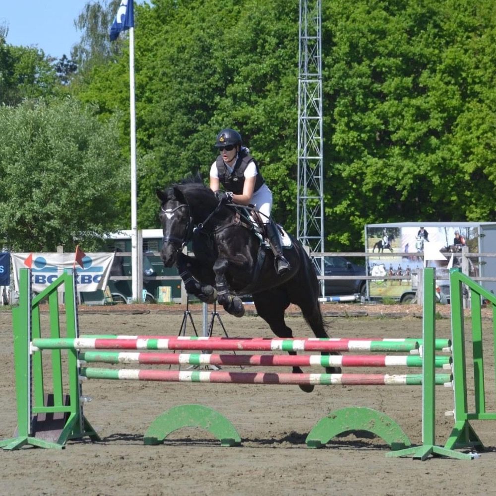 BWP allrounder Ruin 11 jaar Zwart te koop - Foto 3