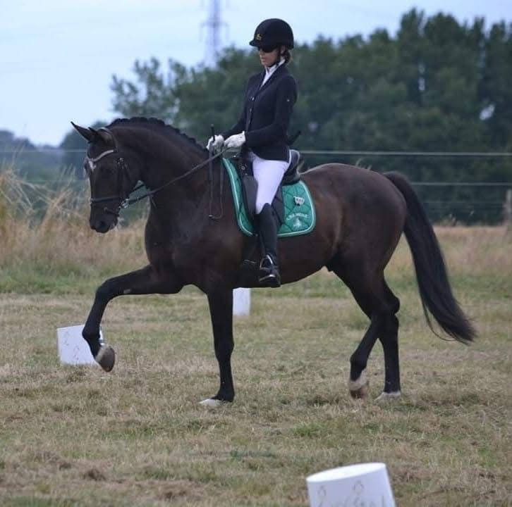 Allround paard