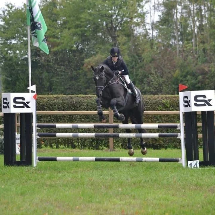 BWP allrounder Ruin 11 jaar Zwart te koop - Foto 6