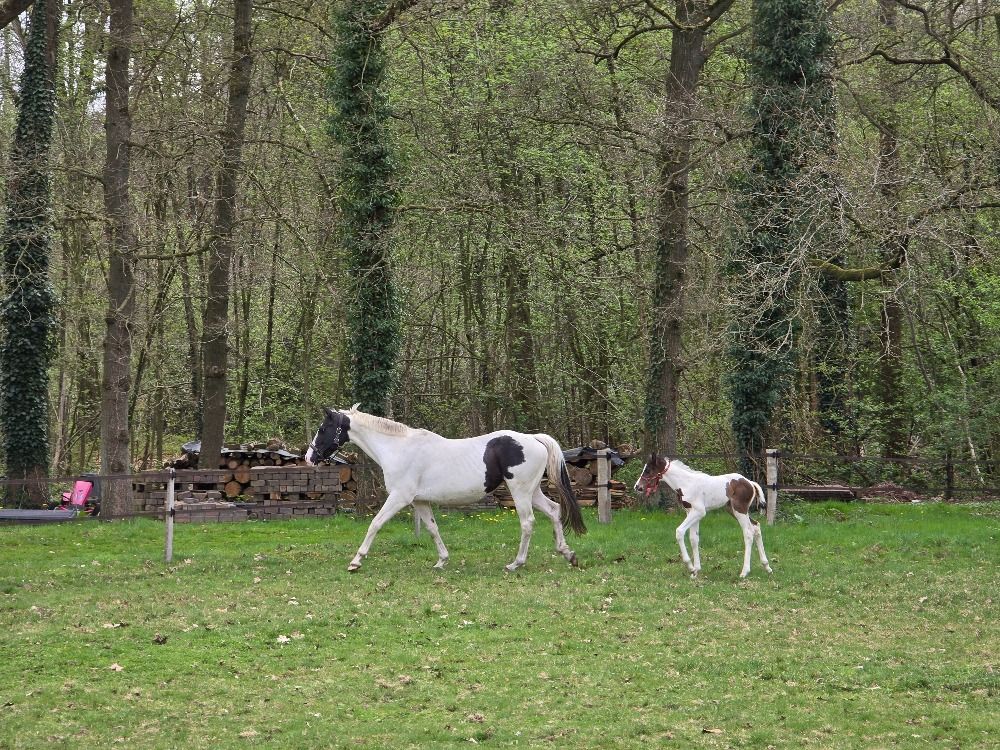 KWPN fokmerrie Merrie 13 jaar Skewbald te koop - Foto 6