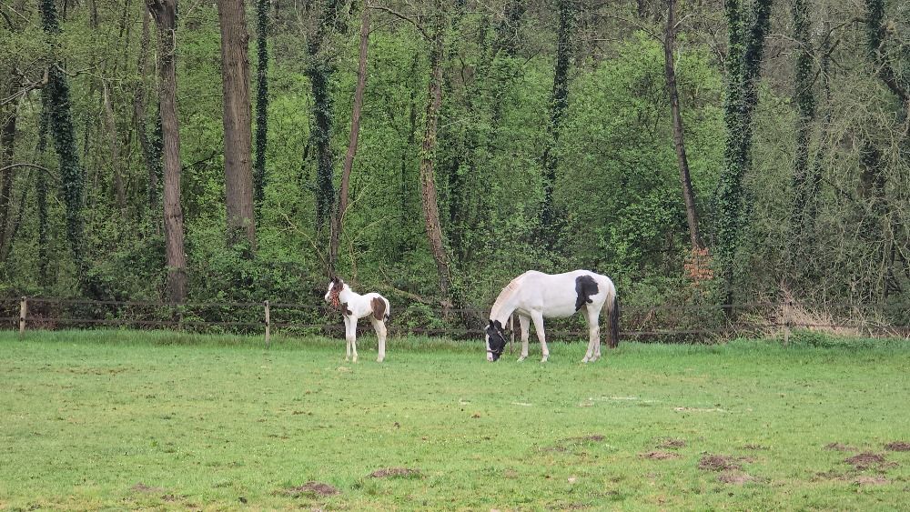 KWPN fokmerrie Merrie 13 jaar Skewbald te koop - Foto 3