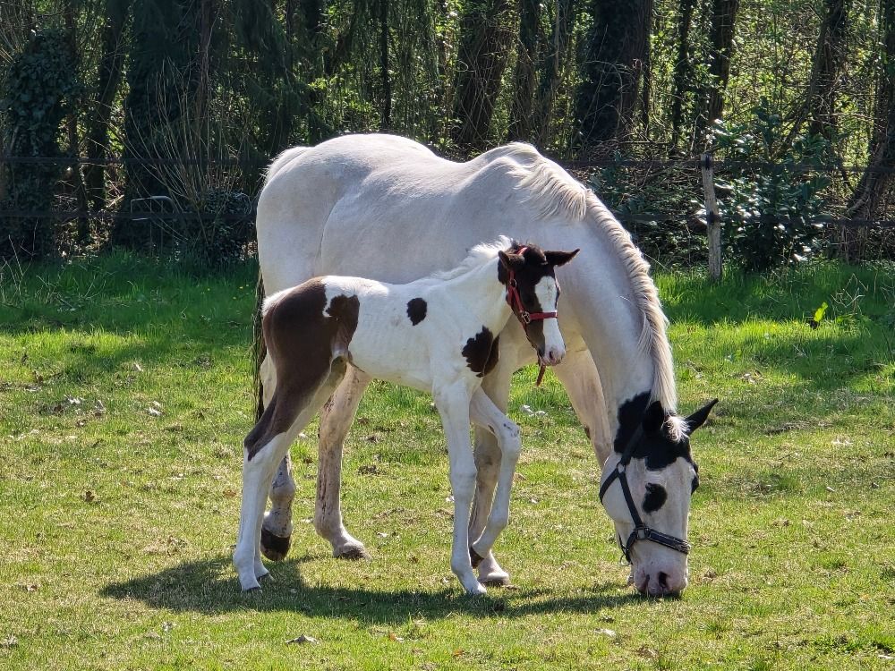 KWPN fokmerrie Merrie 13 jaar Skewbald te koop - Foto 4