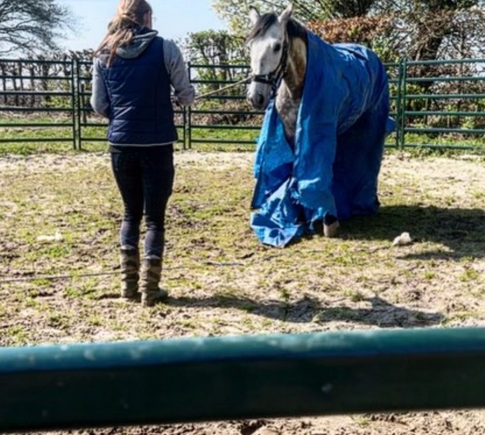PRE allrounder Ruin 6 jaar Schimmel te koop - Foto 2
