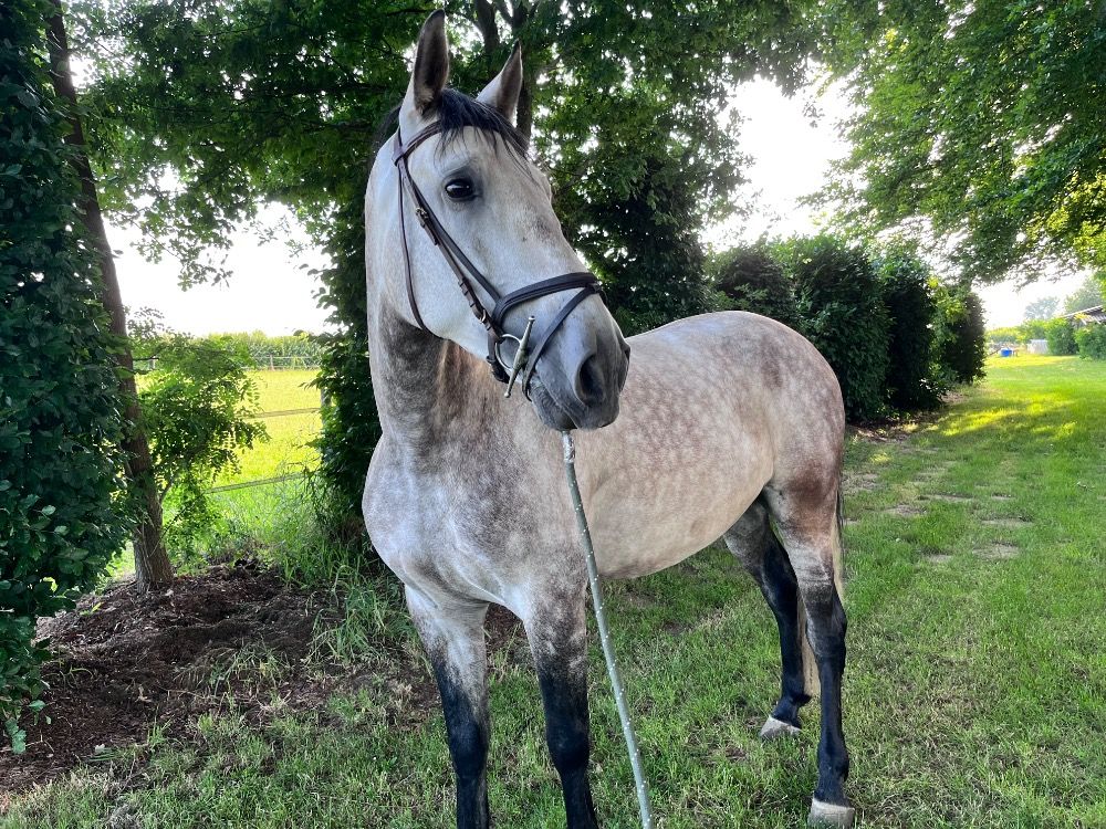 PRE allrounder Ruin 6 jaar Schimmel te koop - Foto 6
