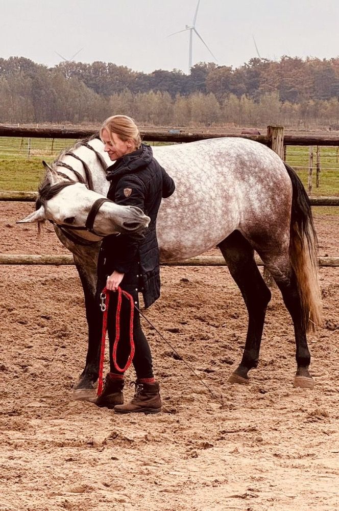 6 jarige PRE 1,62