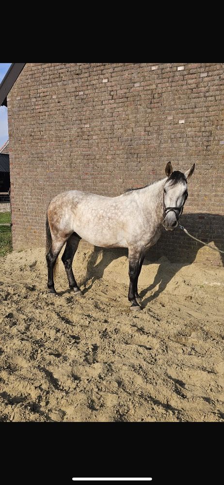 PRE allrounder Ruin 6 jaar Schimmel te koop - Foto 5