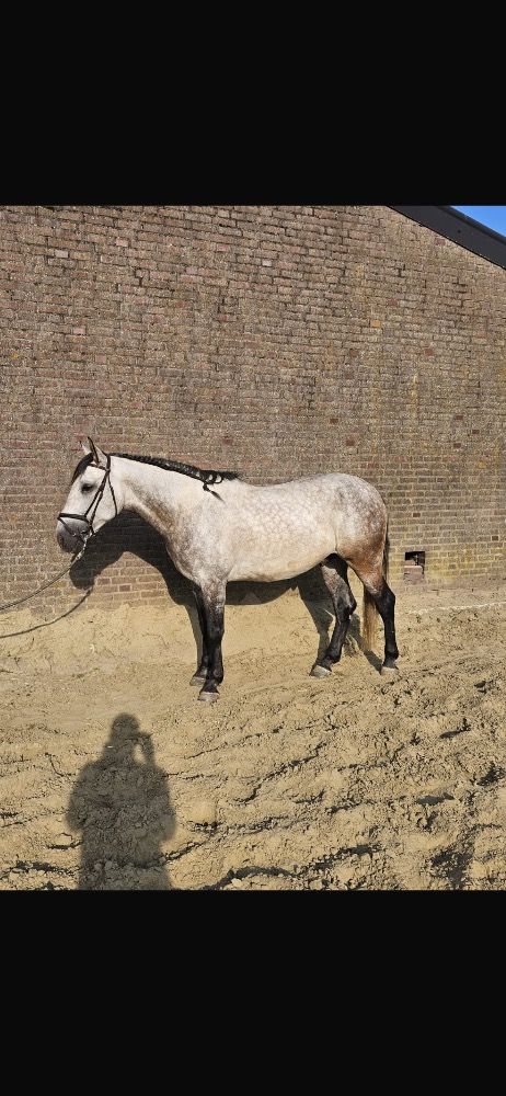PRE allrounder Ruin 6 jaar Schimmel te koop - Foto 4