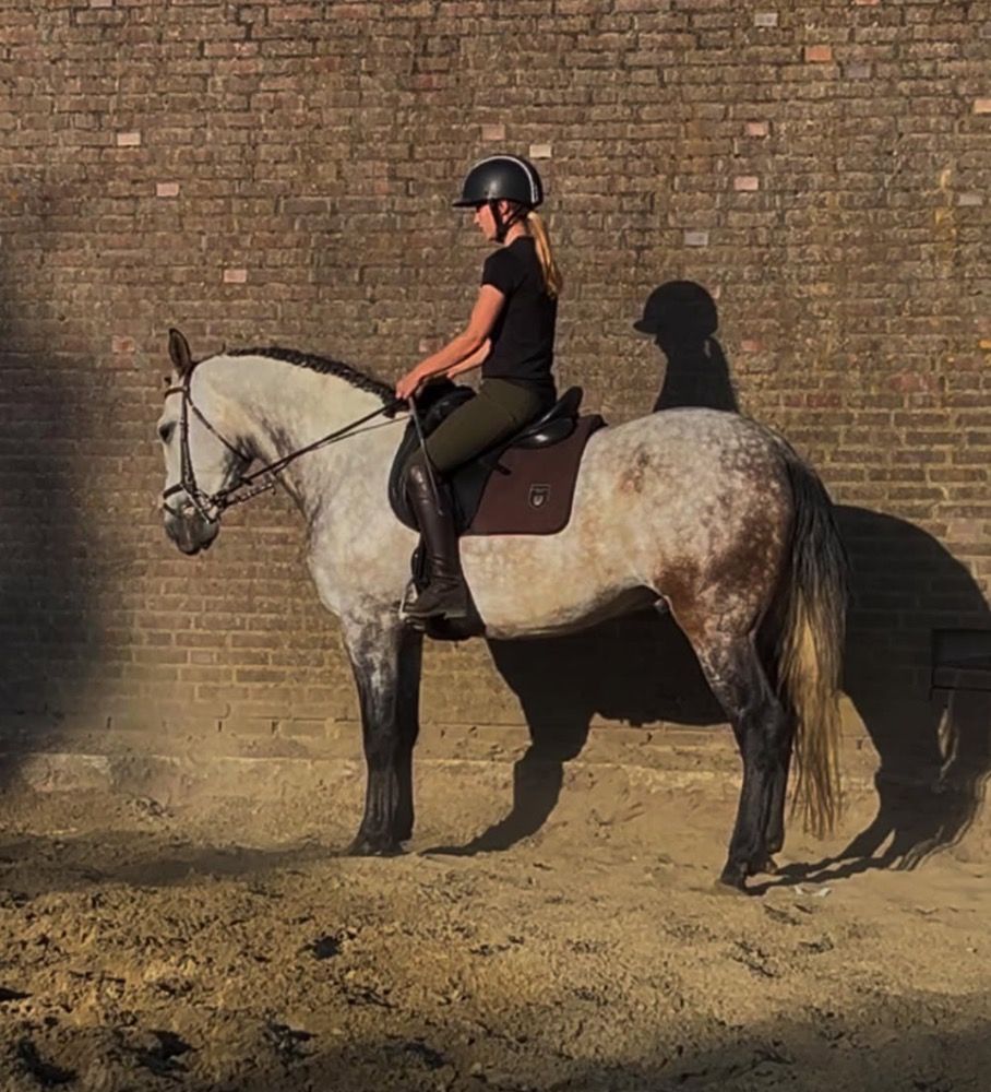 PRE allrounder Ruin 6 jaar Schimmel te koop - Foto 3