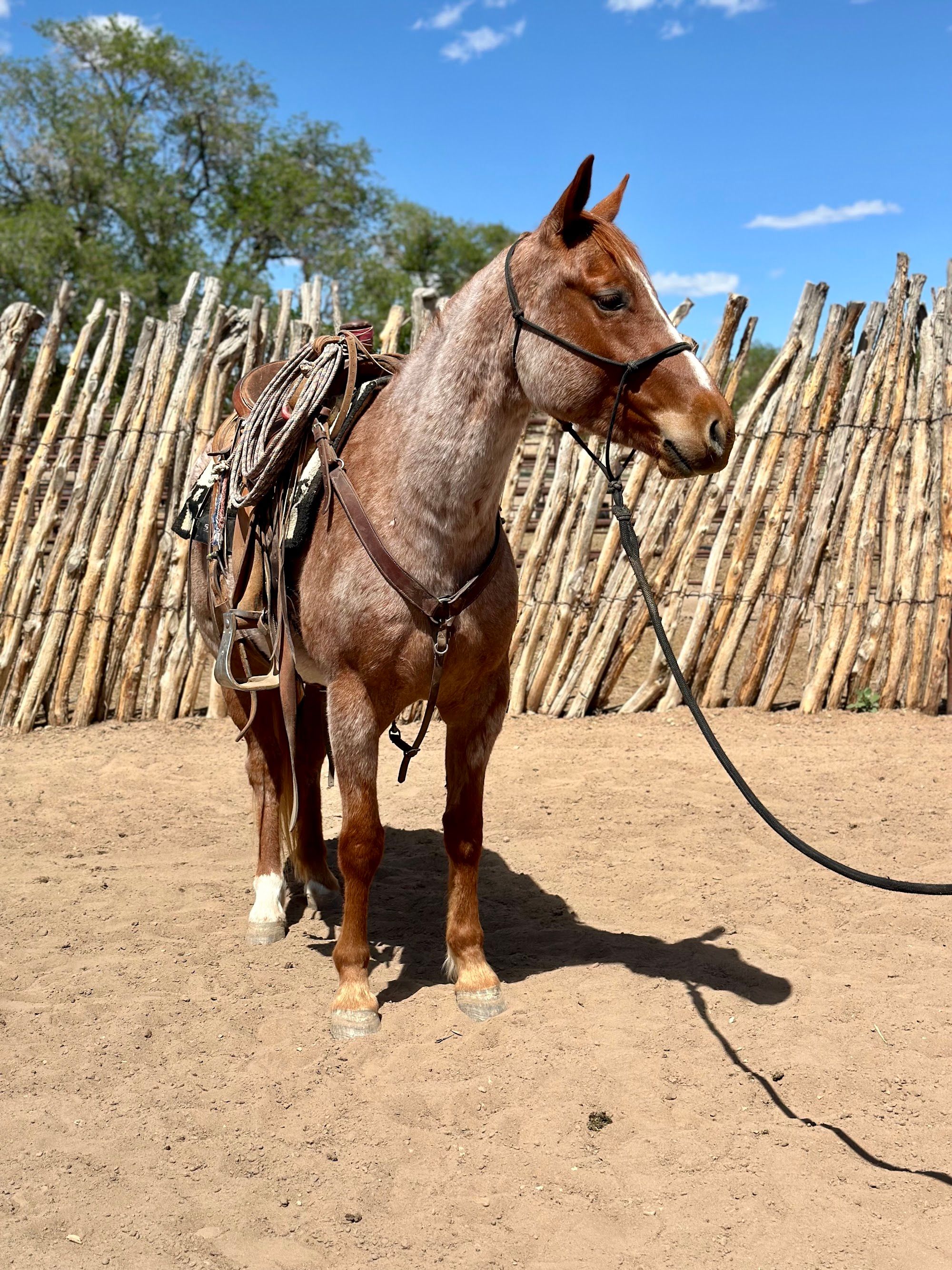 quarter-horse western-paard ruin 6 jaar roan te koop - Foto 3