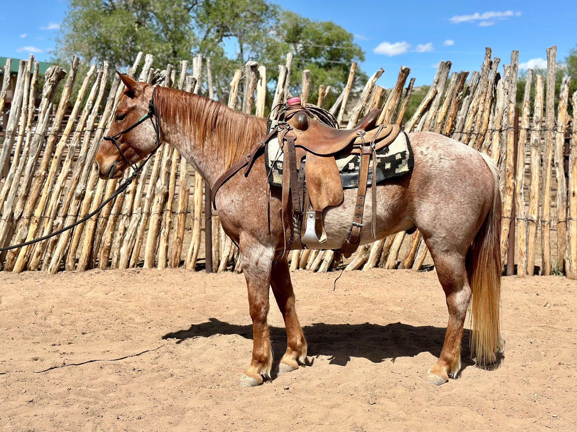 quarter-horse western-paard ruin 6 jaar roan te koop - Foto 4